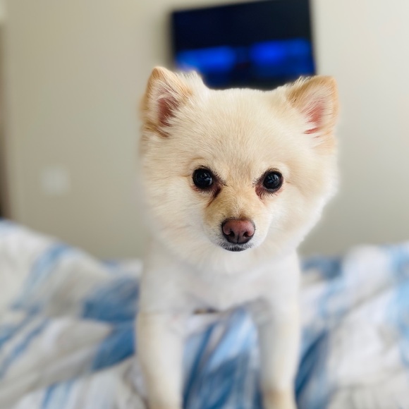 Meet Lola - Picture 2 of 4